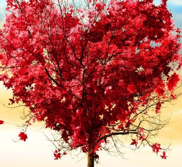 true_love-wallpaper-11181894